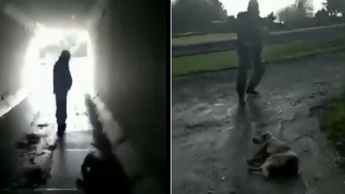 Un cazador dispara a su propia perra tras dar a luz: "Disparo a quien me sale de los cojo***"