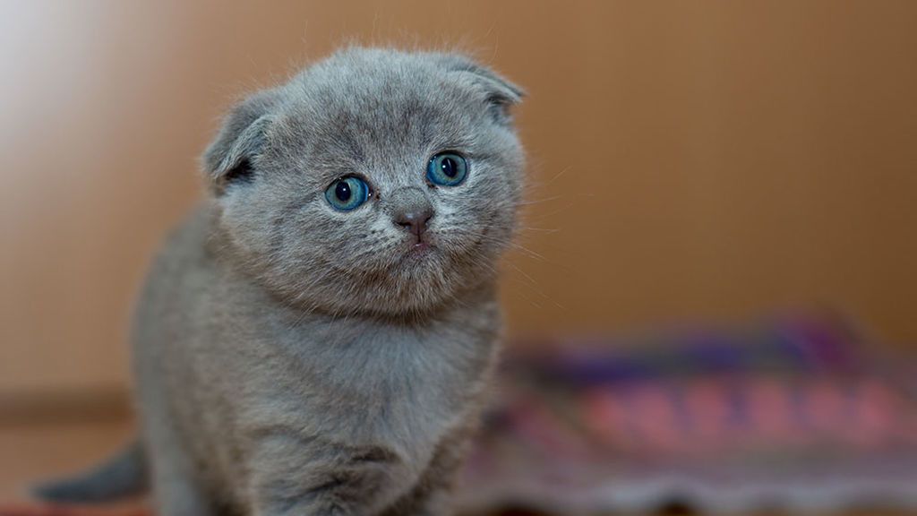 Las mujeres entienden mejor a los gatos que los hombres, demostrado Las mujeres entienden mejor a los gatos que los hombres, demostrado