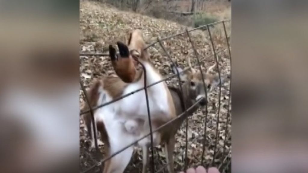Dos cazadores liberan la pata de un ciervo atrapada en una valla