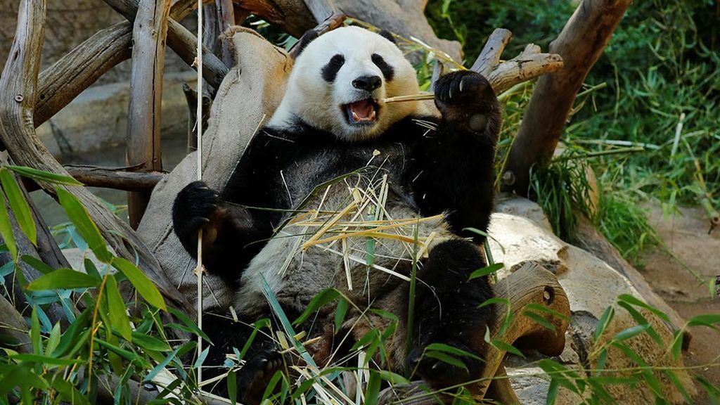 El último oso panda de Europa vivió en Teruel El último oso panda de Europa vivió en Teruel