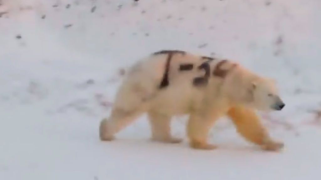Una pintada con espray amenaza la vida de un oso polar en el Ártico ruso Una pintada con espray amenaza la vida de un oso polar en el Ártico ruso