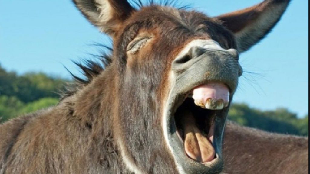 Greta Thunberg podría venir a Madrid a lomos de un burro Greta Thunberg podría venir a Madrid a lomos de un burro