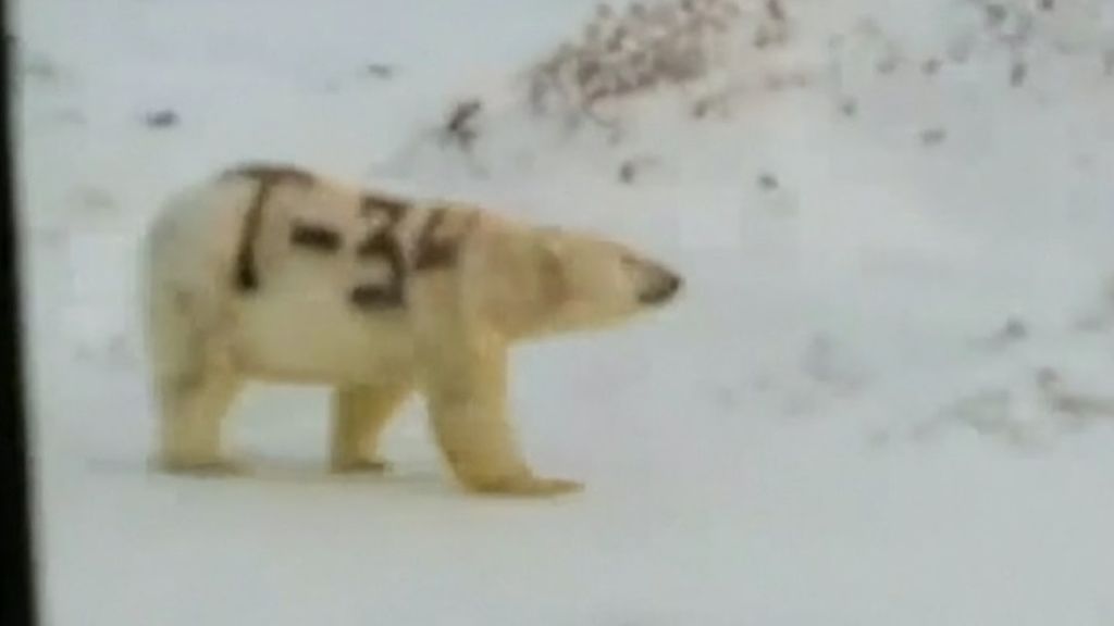 Pintan a un oso polar