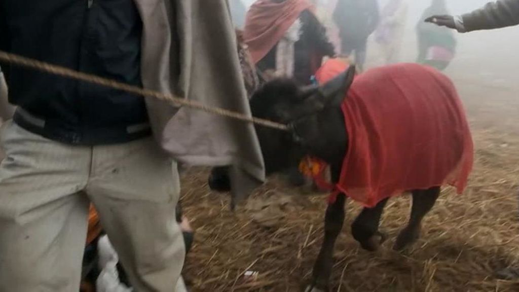 Más de 300.000 animales serán decapitados en Nepal