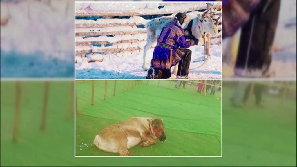 El único reno que había estaba en mal estado y sin cuernos