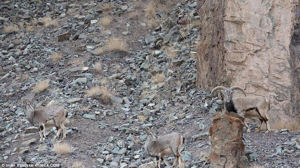 ¿Dónde está el leopardo de las nieves?