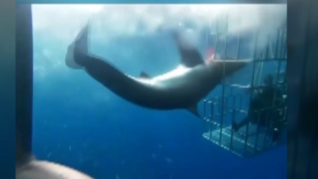 La agonía de un tiburón blanco en una jaula subacuática de México: estuvo 25 minutos atrapado y agonizando