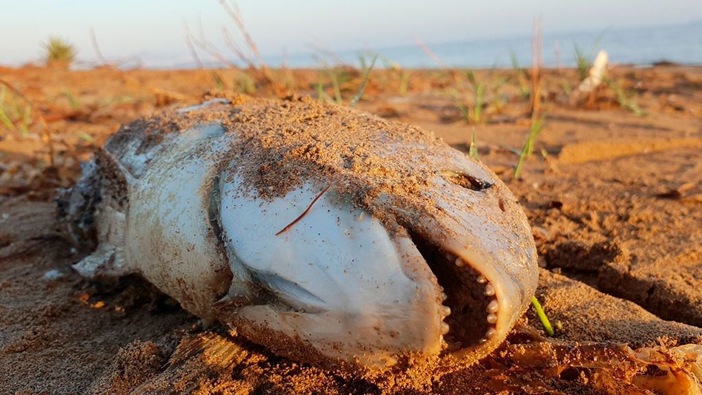 La falta de oxígeno en los océanos pone en jaque a la vida marina y sus ecosistemas La falta de oxígeno en los océanos pone en jaque a la vida marina y sus ecosistemas