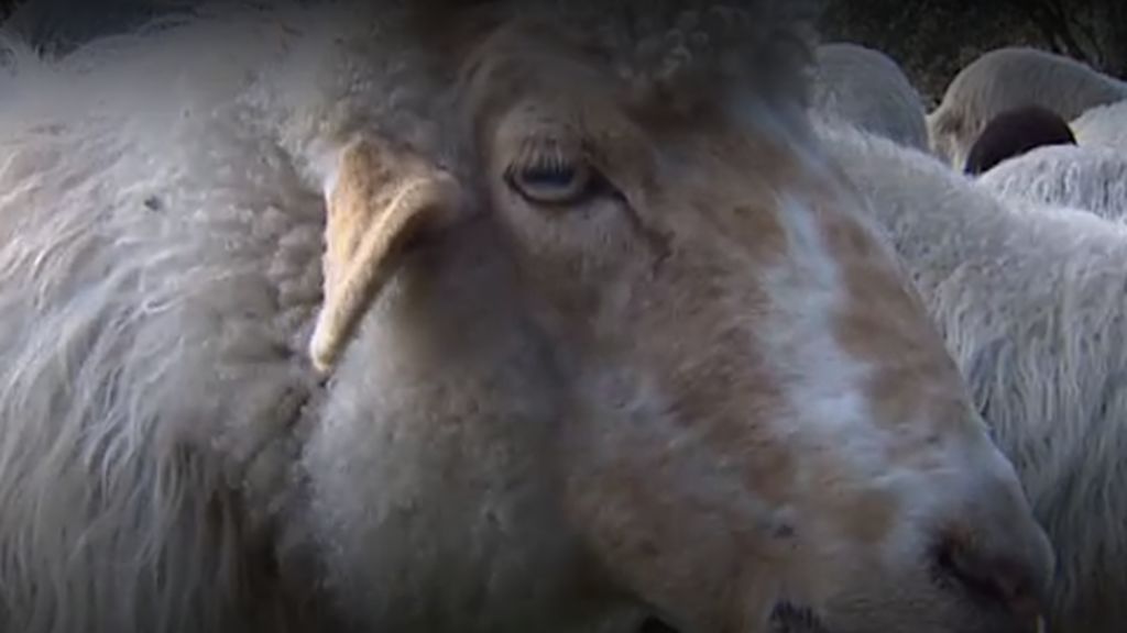 El ‘Rebaño por el Clima’: 300 ovejas limpiarán la Casa de Campo