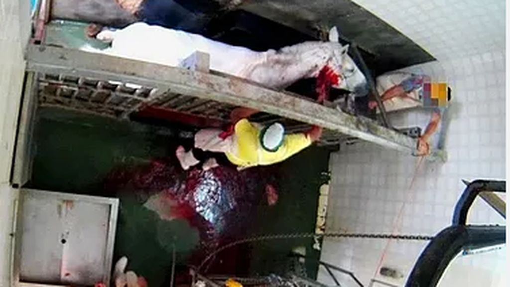 Las imágenes del maltrato animal en un matadero de Albacete