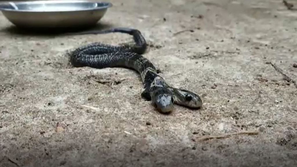 Aparece una serpiente bicéfala en India
