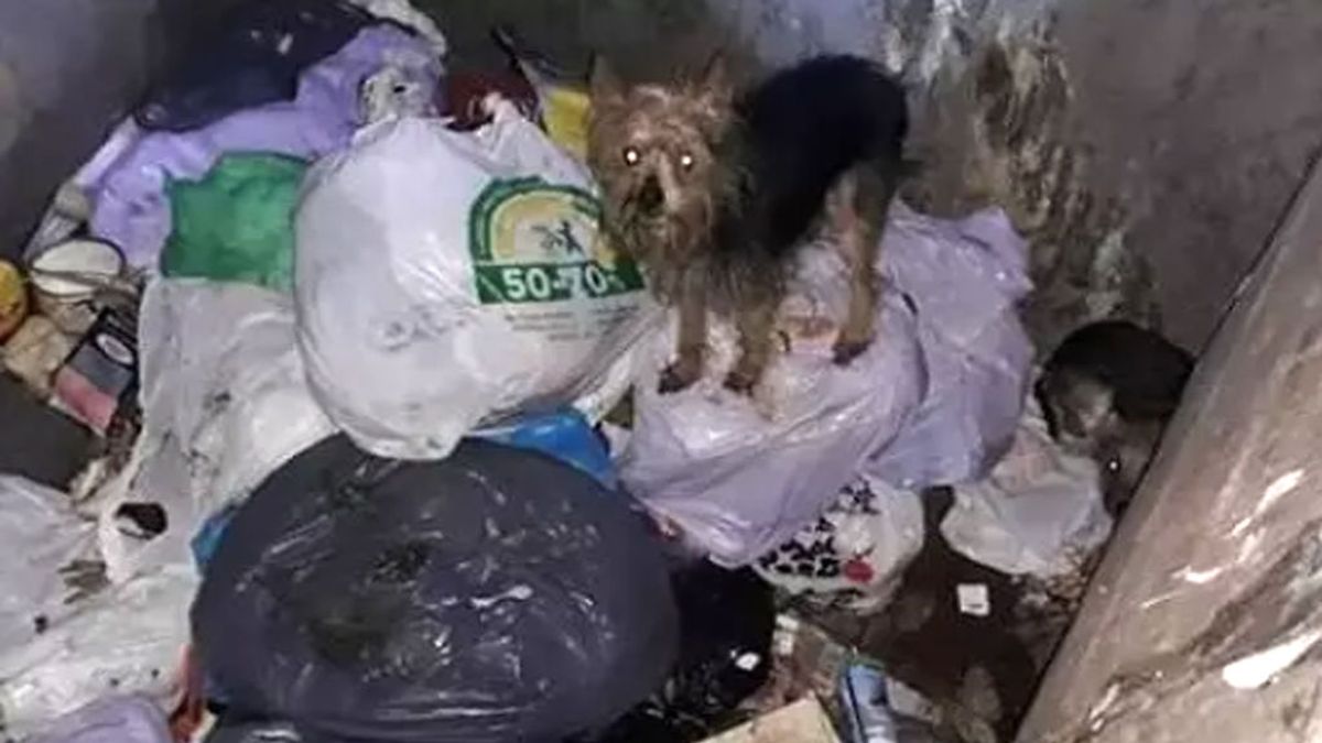 Rescatados con vida una decena de perros abandonados en contenedores de basura soterrados en Alicante