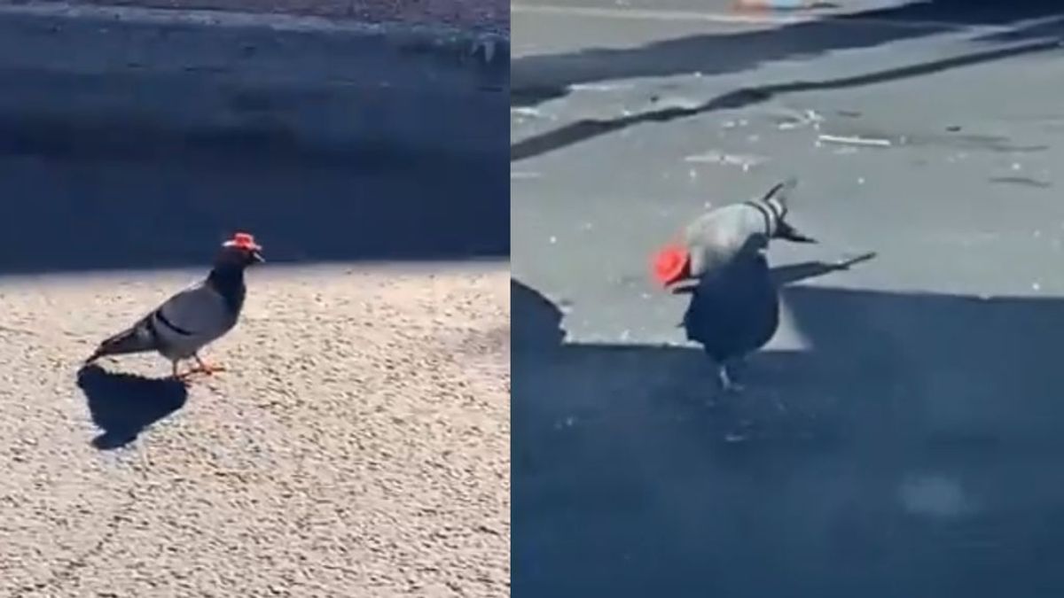 Hay palomas con sombrero vaquero en Las Vegas y nadie sabe por qué Hay palomas con sombrero vaquero en Las Vegas y nadie sabe por qué