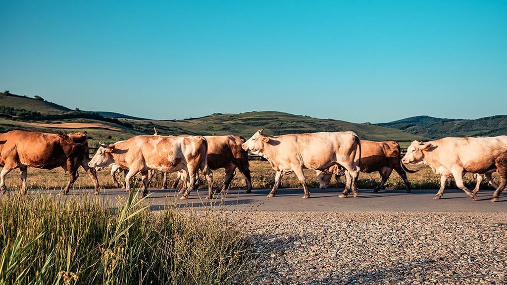 Muere atropellado por su propio coche cuando intentaba ahuyentar una vaca de la carretera Muere atropellado por su propio coche cuando intentaba ahuyentar una vaca de la carretera
