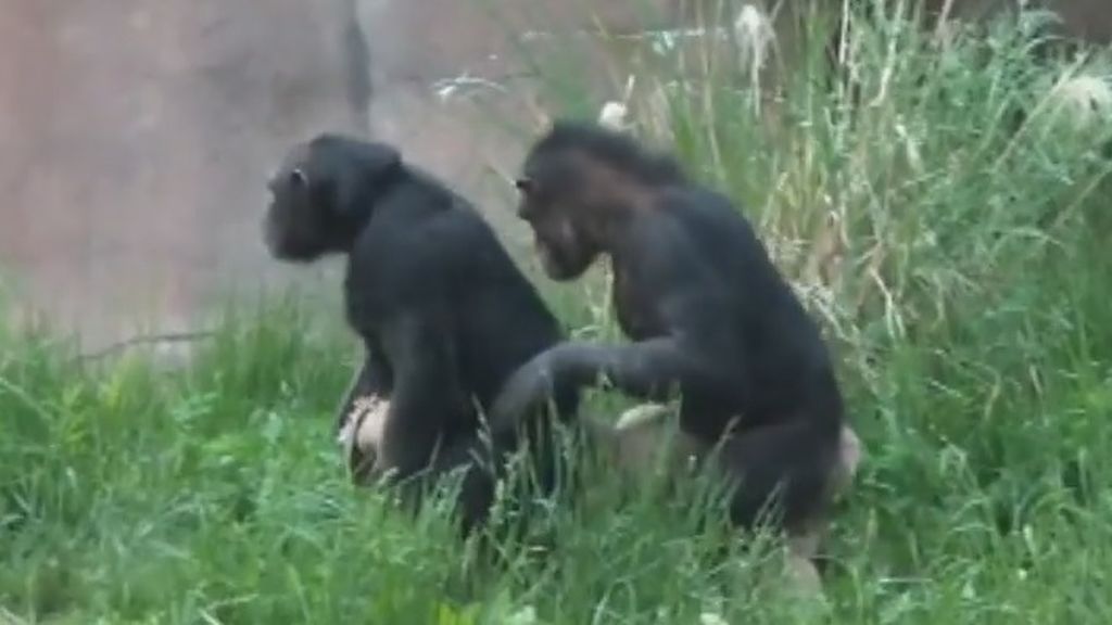 Dos chimpancés del zoológico de Missouri han demostrado su habilidad bailando a la conga