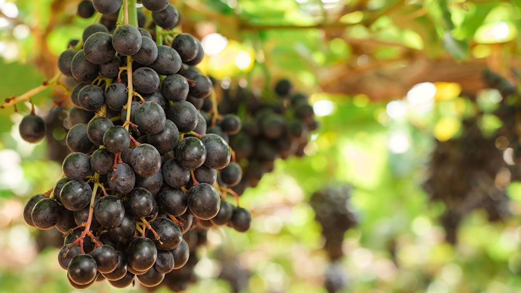 Uvas