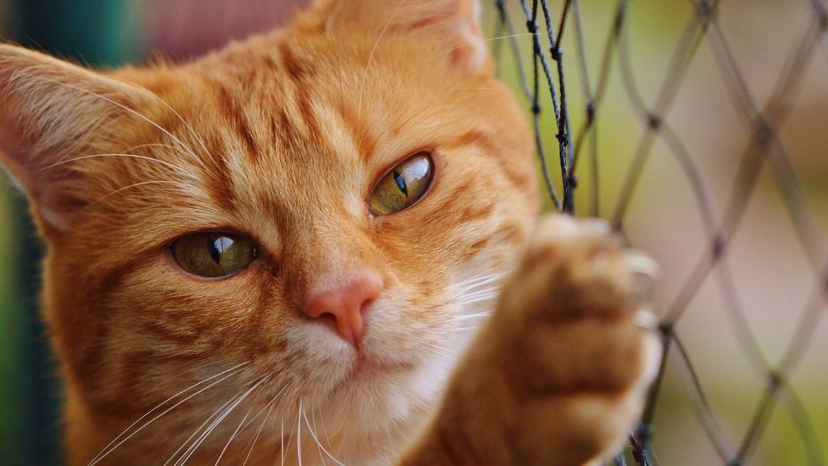 Encuentra a su gato desaparecido desde hace 3 años el día que empieza en un refugio de animales