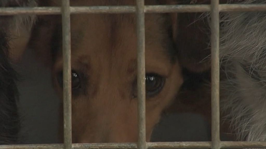 Polémica en Zaragoza tras la propuesta de Vox de sacrificar los perros de la protectora que no sean adoptados