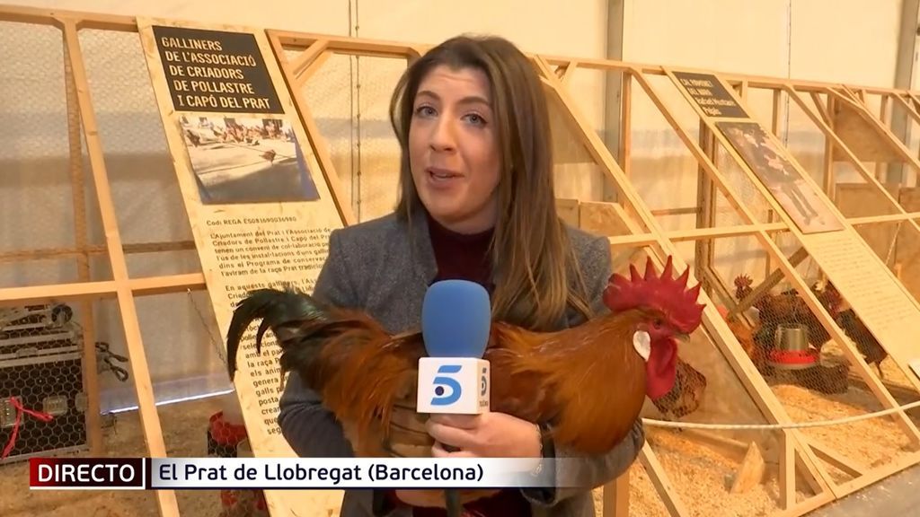 El Prat de LLobregat celebra una de las ferias avícolas más famosas de las Navidades donde se venden pollos de patas azules