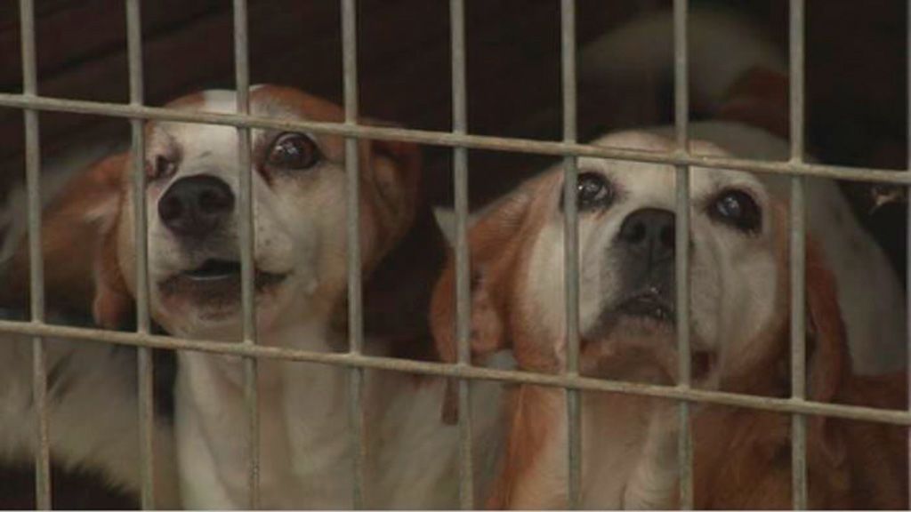Vox Zaragoza aboga por sacrificar a todos los perros de un centro de acogida que no sean adoptados Vox Zaragoza aboga por sacrificar a todos los perros de un centro de acogida que no sean adoptados