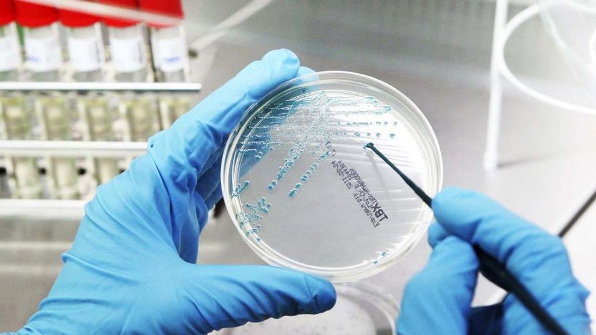 Identifican el punto débil de la superbacteria resistente a los medicamentos: una proteína llamada LiaX