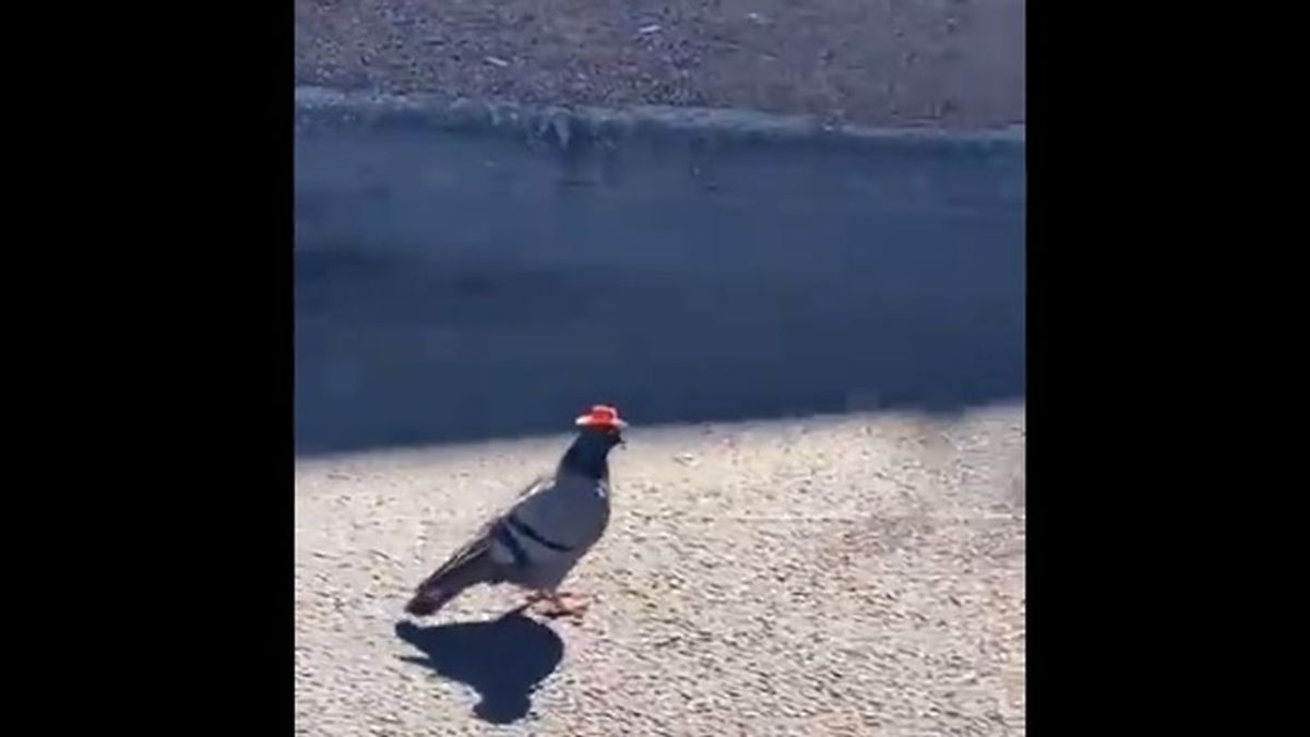 El curioso caso de las palomas con sobrerito que han invadido Las Vegas