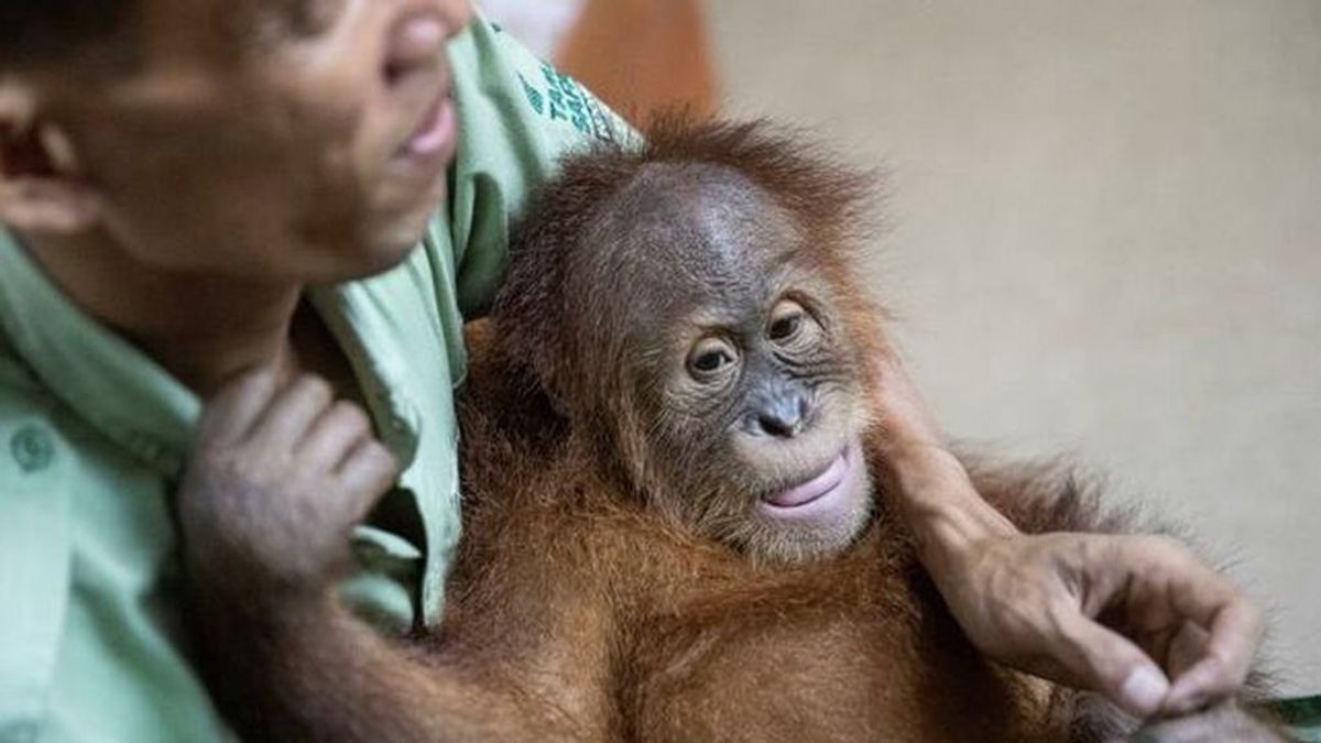 Un final feliz para Bonbón, el orangután que fue encontrado en una maleta