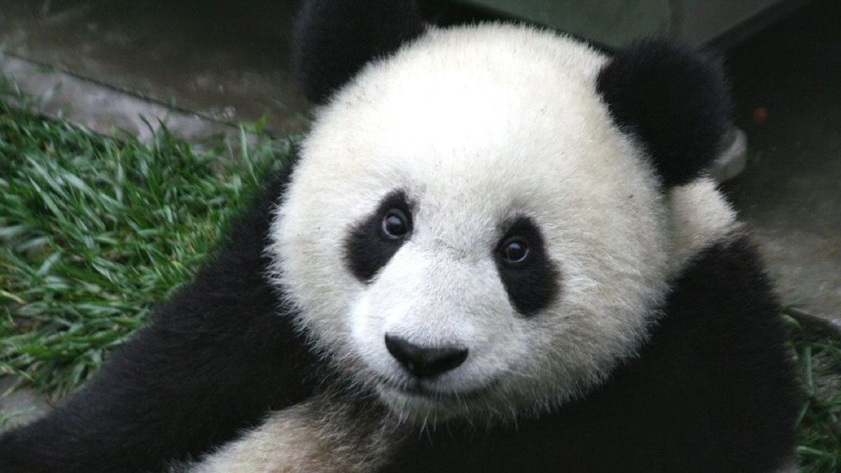 Descubren el motivo por el que los pandas nacen tan pequeños