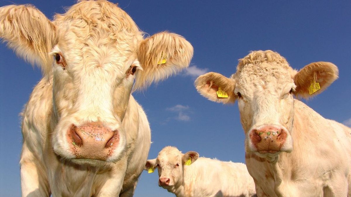 Encuentran el posible origen del mal de las ‘vacas locas’