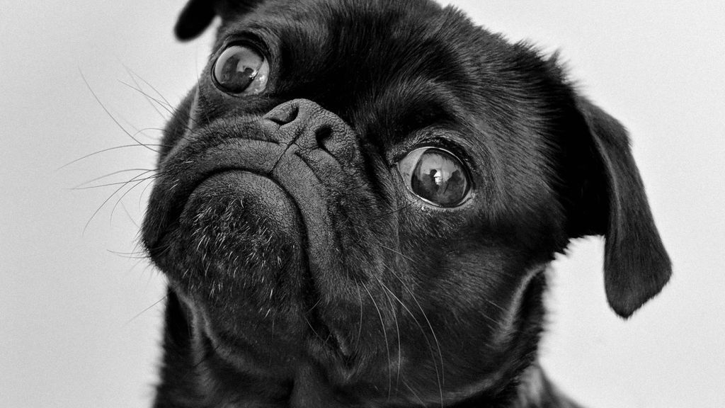 Los perros también se expresan: lo que dicen cuando mueven los ojos, la boca o las orejas