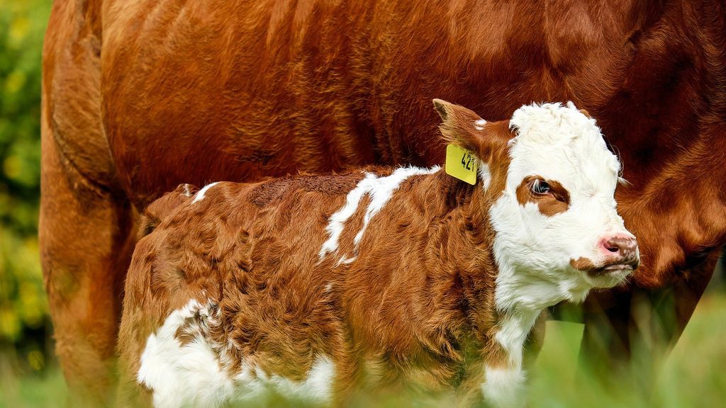 A juicio un vecino de Lugo acusado de dejar morir de hambre a 39 vacas A juicio un vecino de Lugo acusado de dejar morir de hambre a 39 vacas