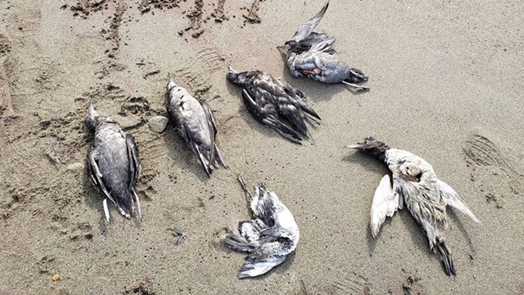 Muerte masiva de pájaros: por qué han caído del cielo miles de aves