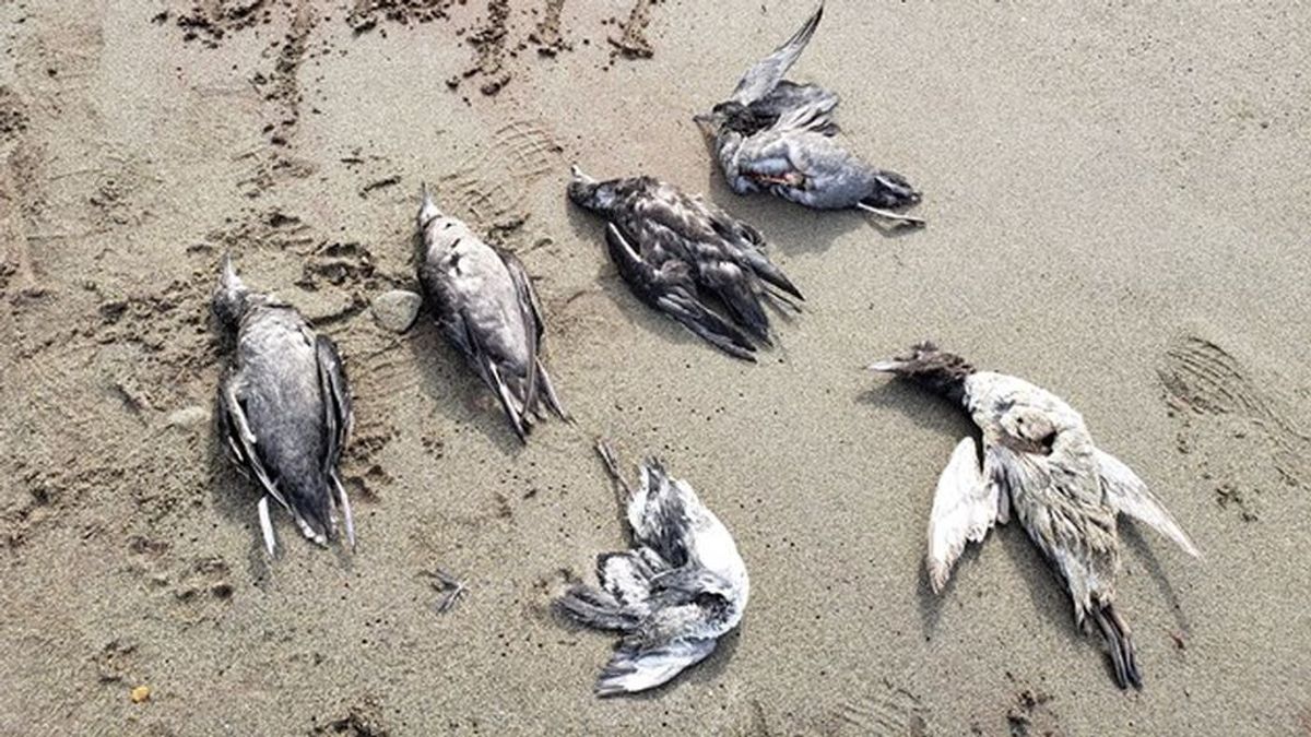 Muerte masiva de pájaros: por qué han caído del cielo miles de aves