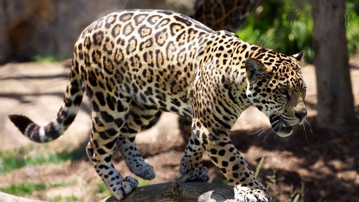 Un leopardo mutila y mata a un niño de 5 años y hiere de gravedad a otro mientras jugaban en su aldea