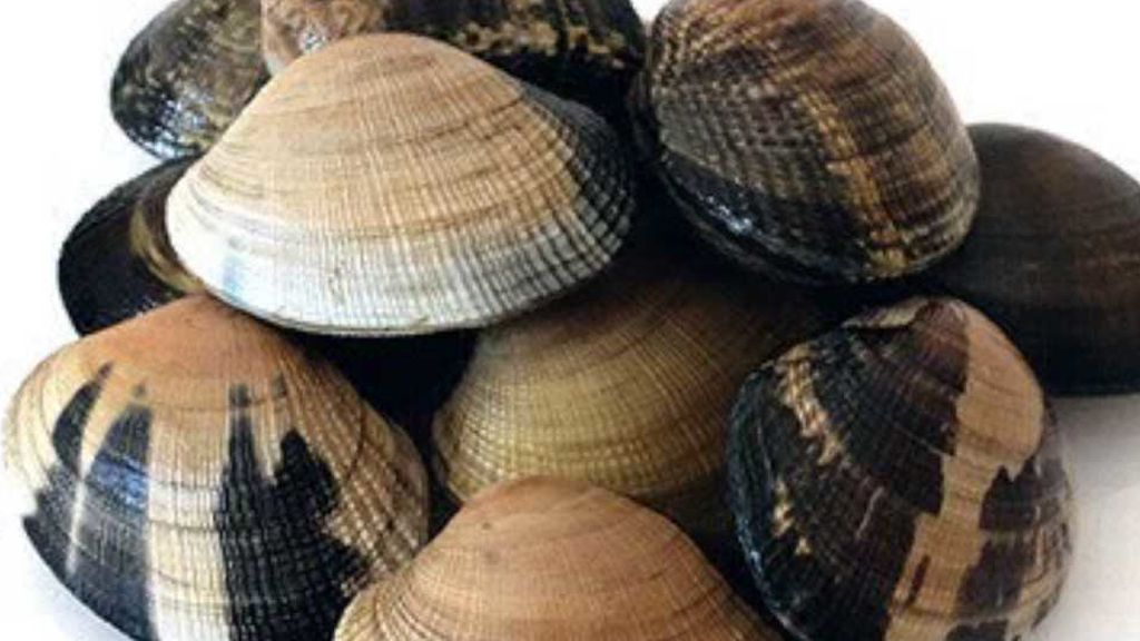 almeja-japonica-gallega (1)