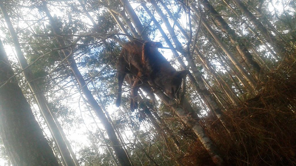 Zorro en Ponteceso (A Coruña)