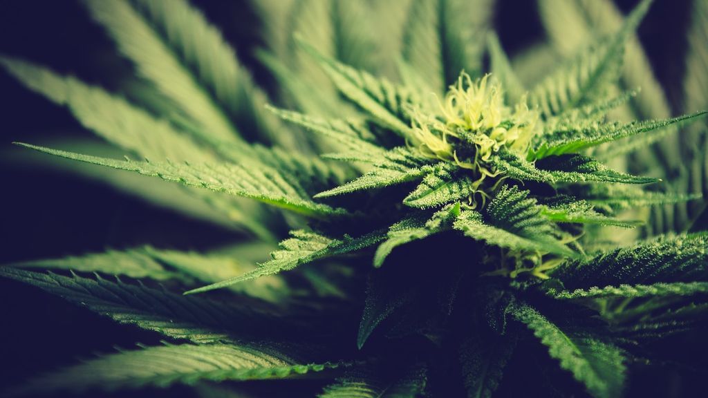 MARIHUANA