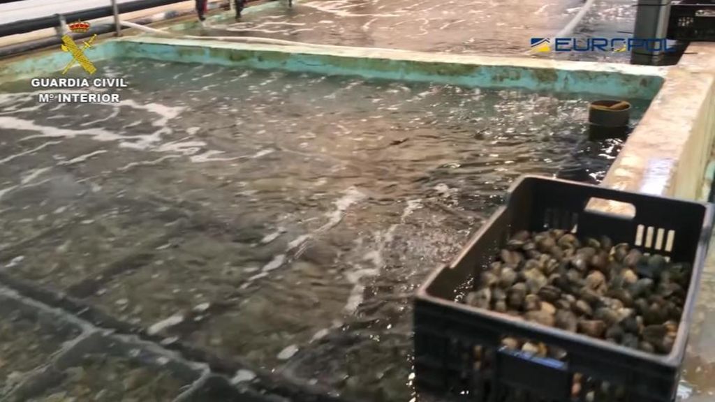 Intervenidas 38,5 toneladas de 'almejas japónicas' contaminada en Huelva y Cantabria