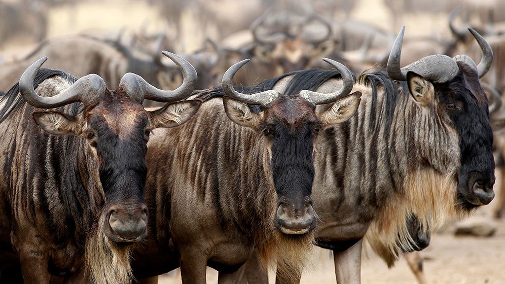 Ñúes del Serengeti