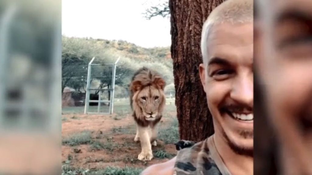 El león parece acecharlo en una escena que nos deja un final inesperado