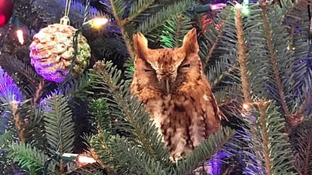 Un búho anida en un árbol de Navidad de una familia en Georgia