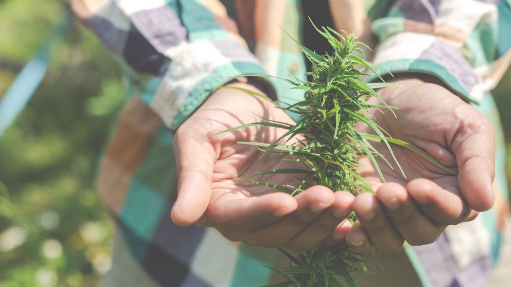 Cannabis medicinal, la súplica de cientos de miles de pacientes contra el dolor