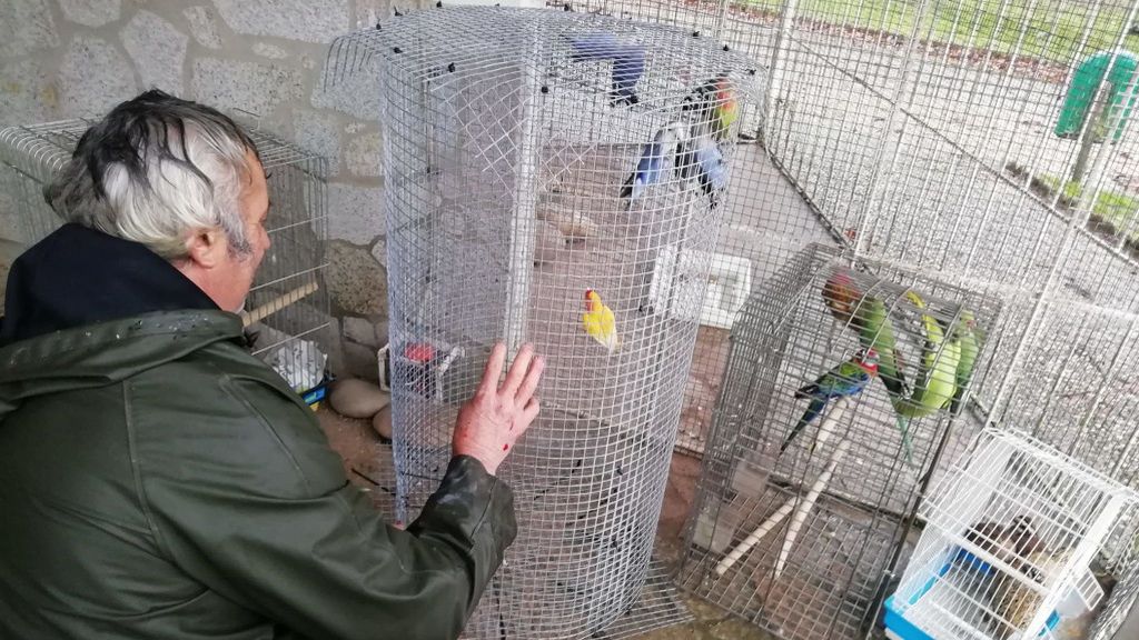 Aves desalojadas en Salvaterra