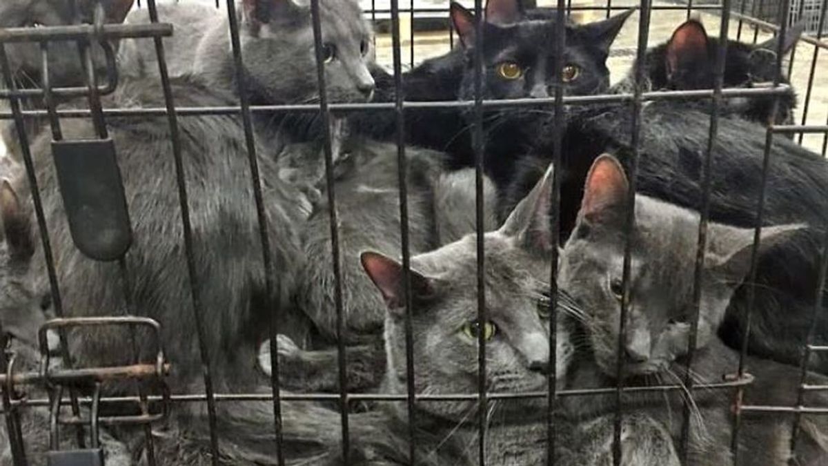 33 gatitos que estaban hacinados en tres jaulas de menos de un metro han sido rescatados 33 gatitos que estaban hacinados en tres jaulas de menos de un metro han sido rescatados