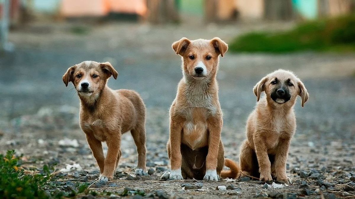 Se dispara la venta de cachorros con enfermedades mortales por estar en condiciones insalubres