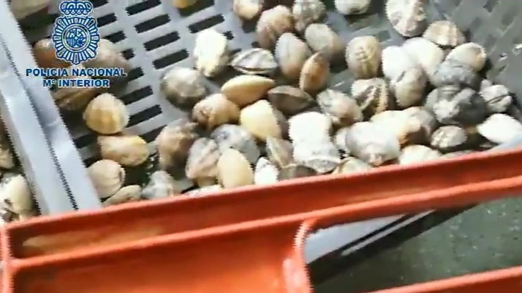 Inmovilizan más de 25 toneladas de almejas japónicas ilegales destinadas al consumo
