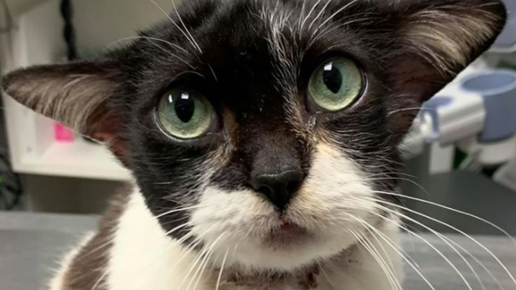 Un gato famoso por su parecido con Yoda de Star Wars y Dobby de Harry Potter