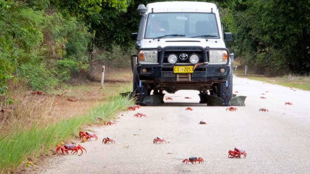 La tradición navideña de los cangrejos en Australia: por qué miles de ellos invaden las playa