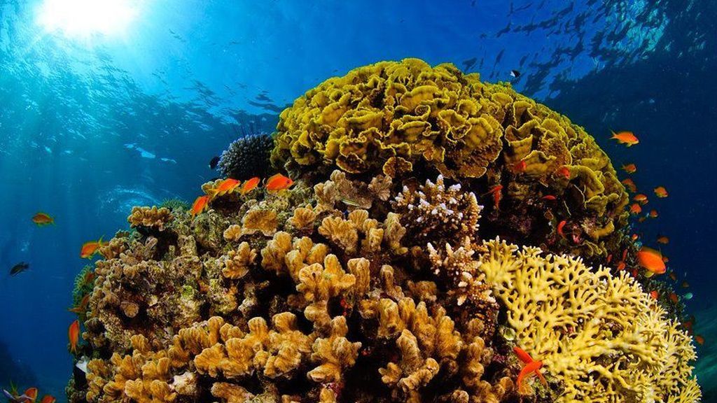 El cambio climático obligará a las especies marinas a migrar a zonas mucho más profundas El cambio climático obligará a las especies marinas a migrar a zonas mucho más profundas