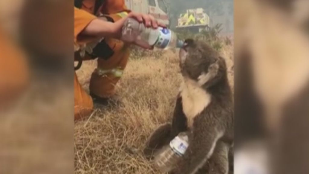 Un bombero da de beber agua a un koala exhausto por los ...